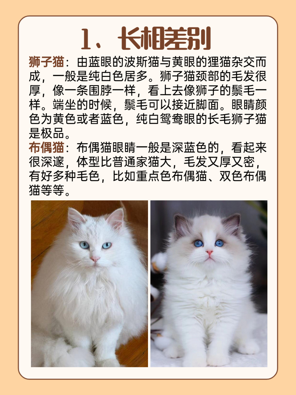 狮子猫和布偶串串图片图片