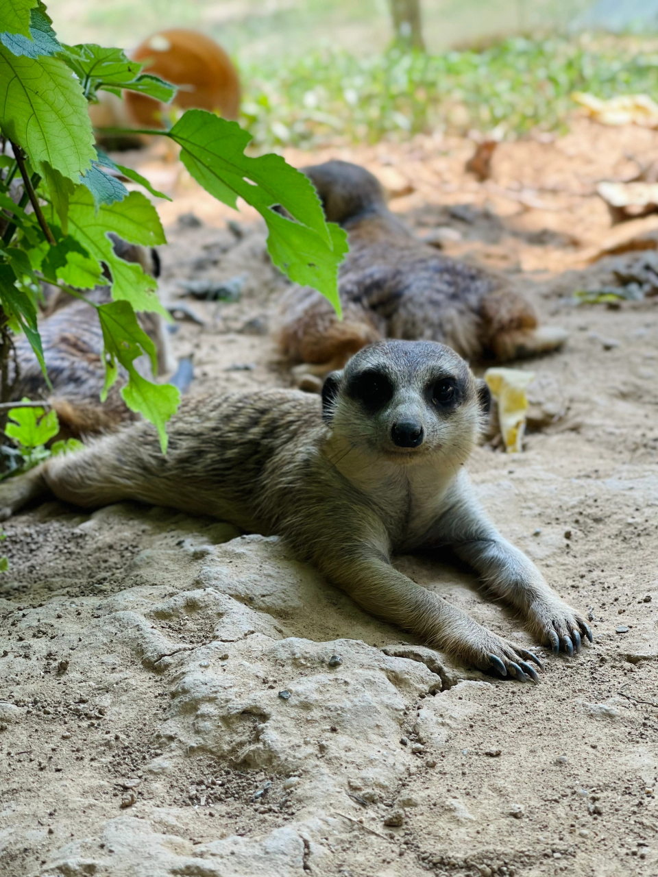 请勿个人饲养野生动物能劝一个是一个 细尾獴是群居动物,要挖土要打洞