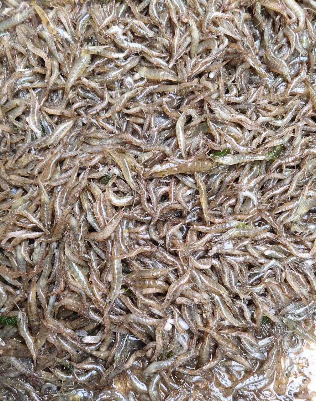 不管去市场还是去码头,见到最多的就是这种小虾米