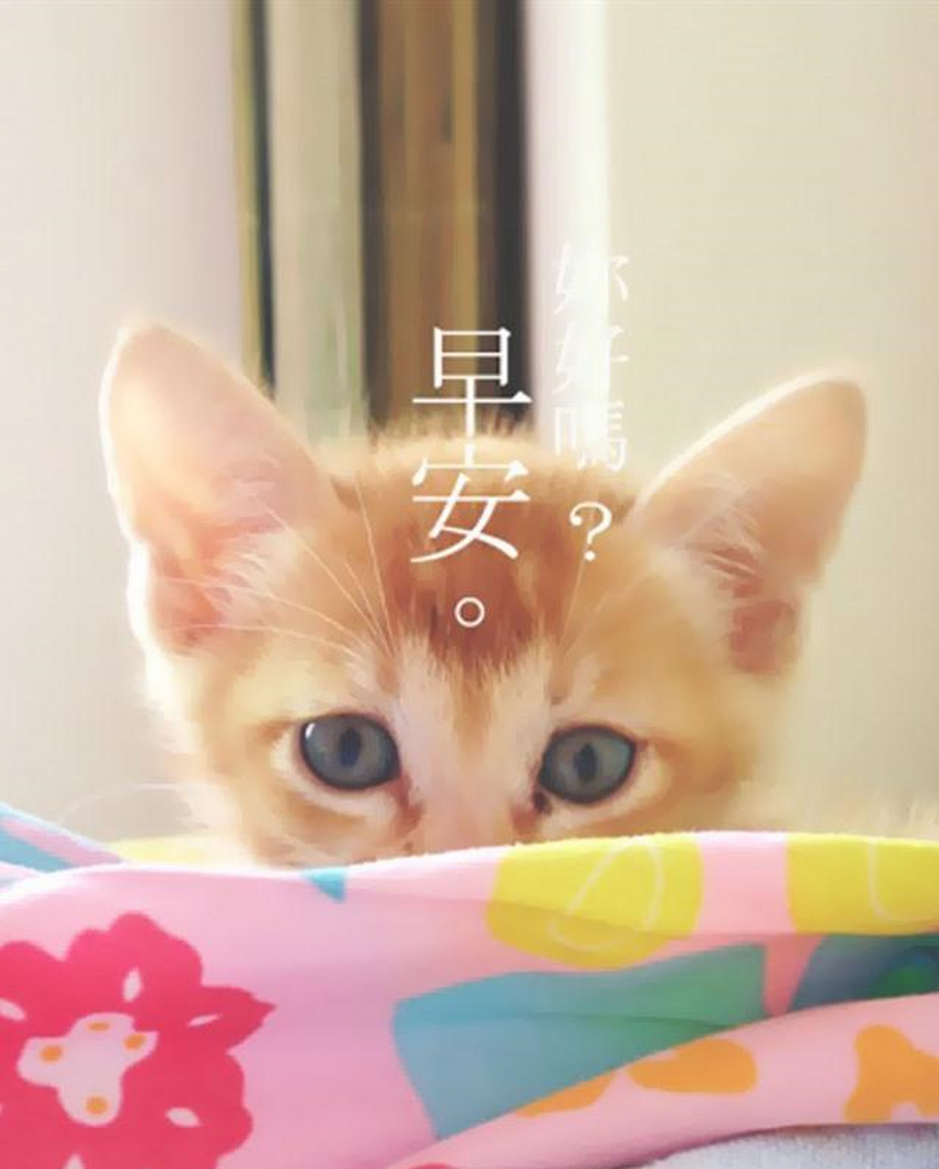 软萌猫咪手机壁纸,心都融化了[左捂脸]