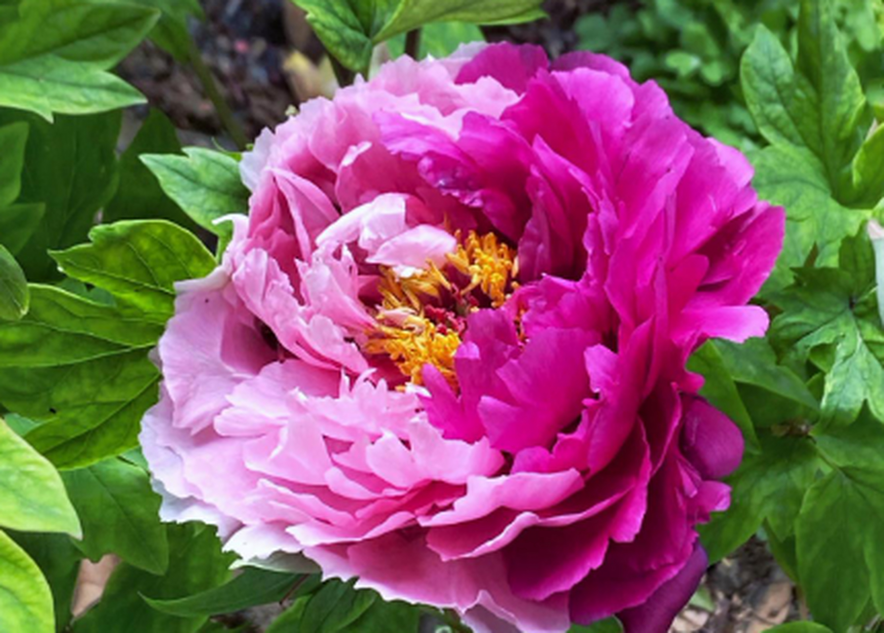 二乔牡丹花,别名洛阳锦,牡丹名品种之一