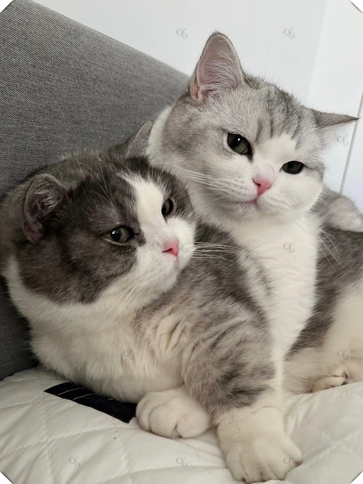 这画面让我不禁想到,猫都有伴,你呢?是不是也该找个对象了