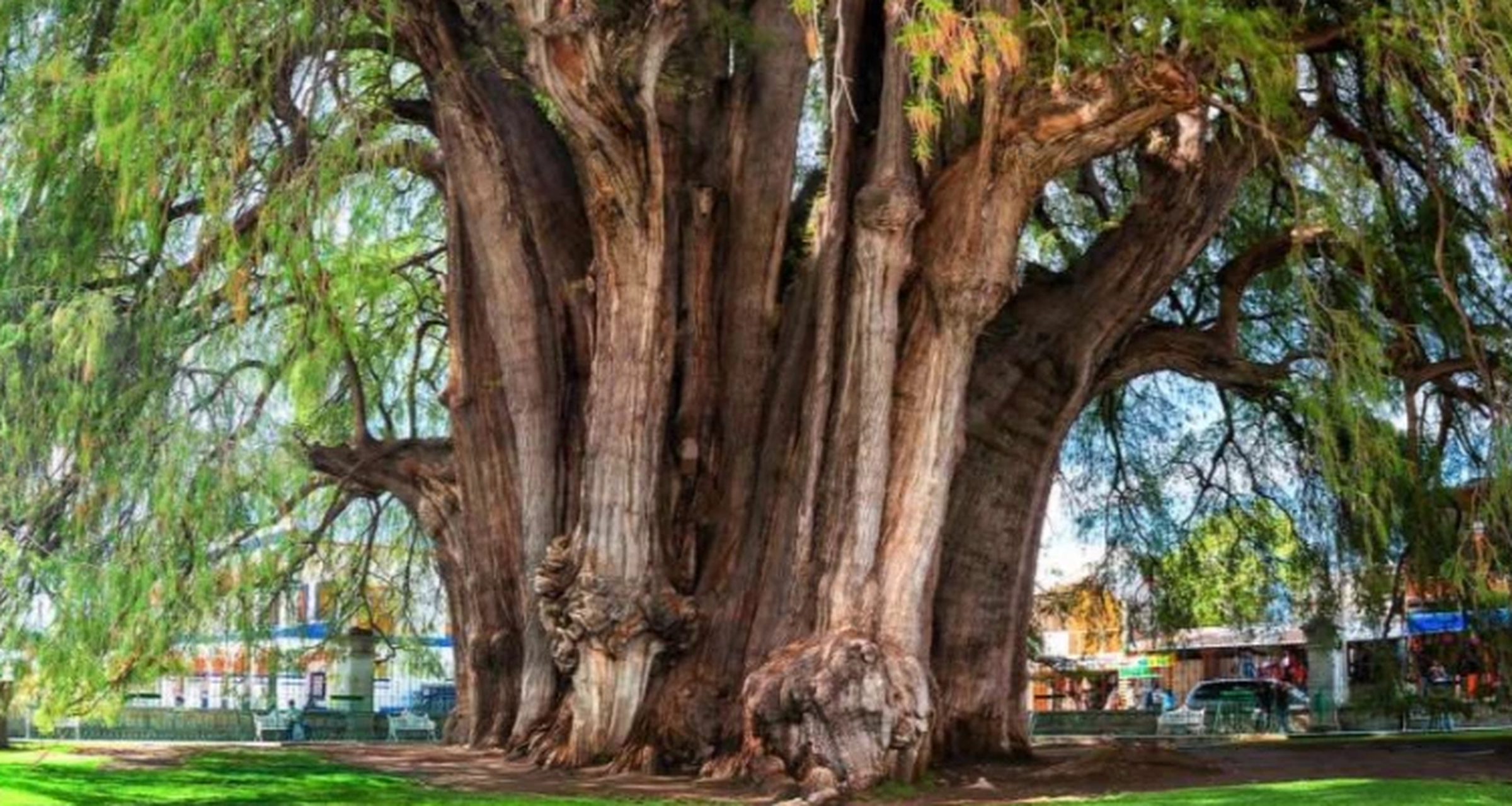 全球最粗的树 墨西哥蒙特祖玛柏树 学生们在蒙特祖玛柏树前排队,这棵