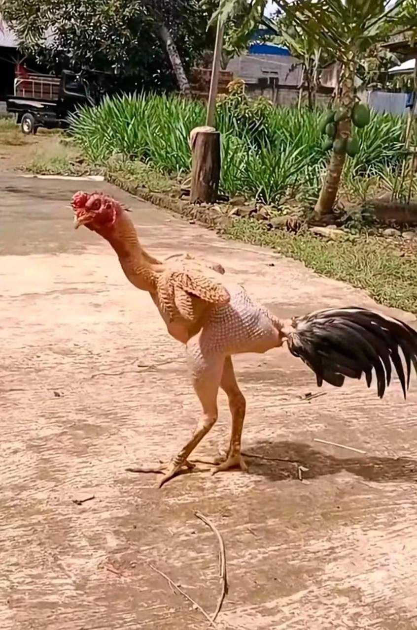 这是谁家的鸡,被人扒光了毛