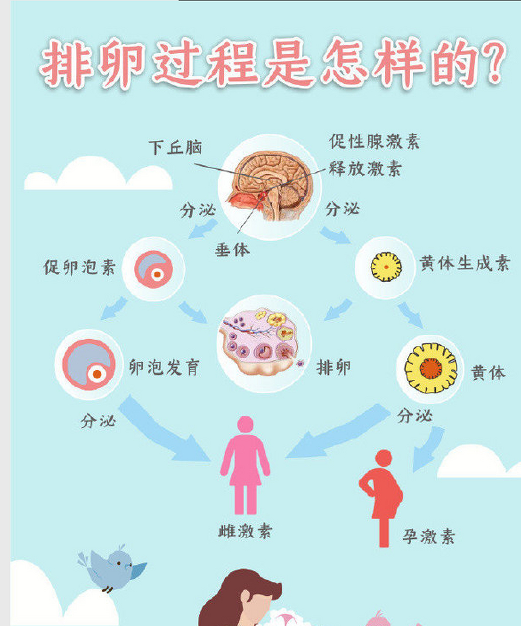 女性排卵的过程是什么样的?