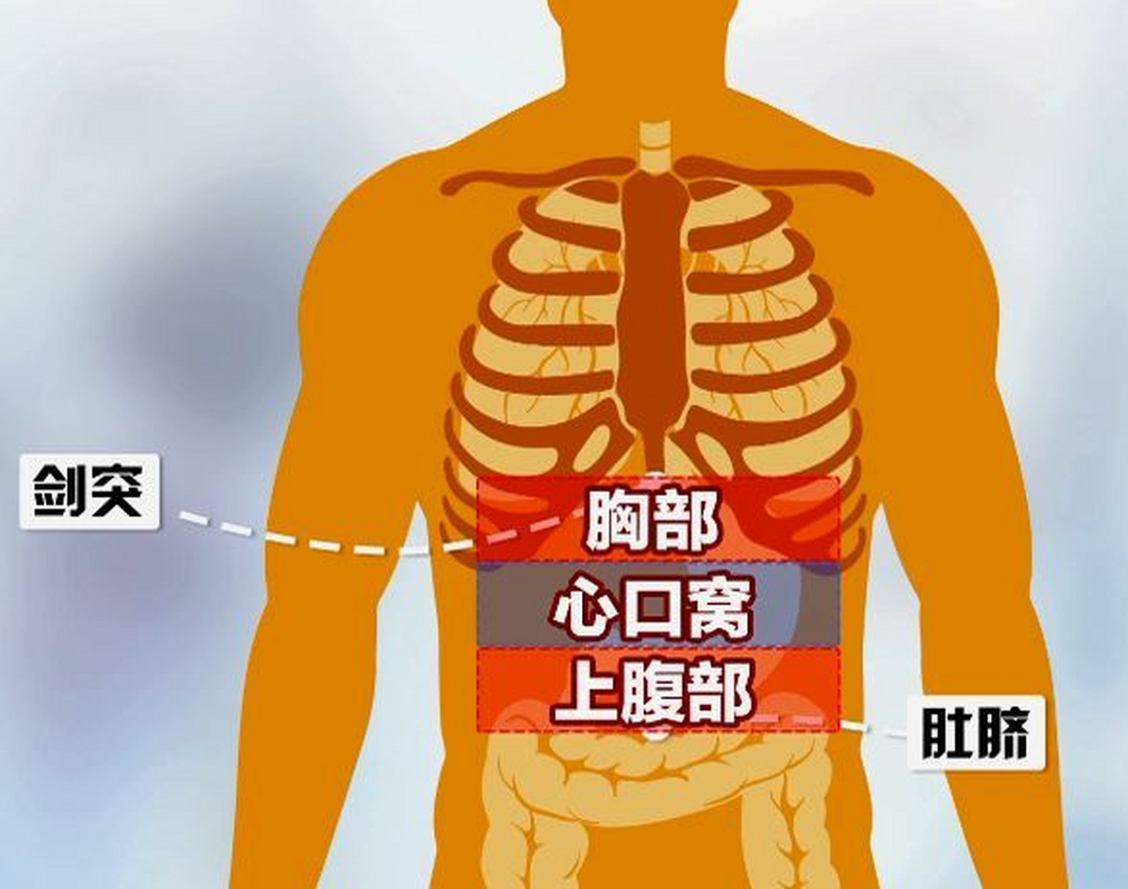 人体剑突位置图片图片