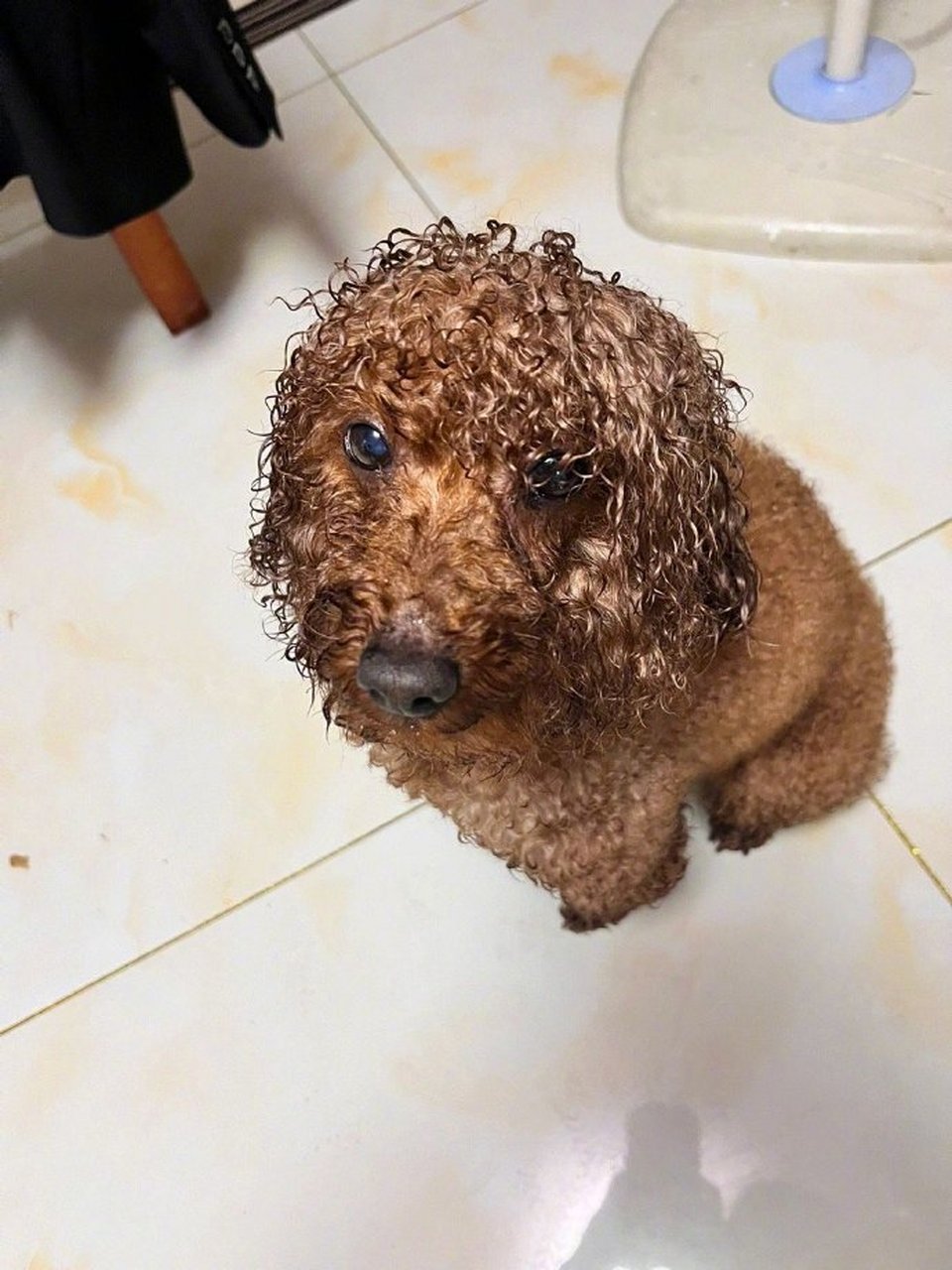 只因我淋了一场大雨,蓬蓬头变成了方便面 #恶搞搞笑#  #动物趣图