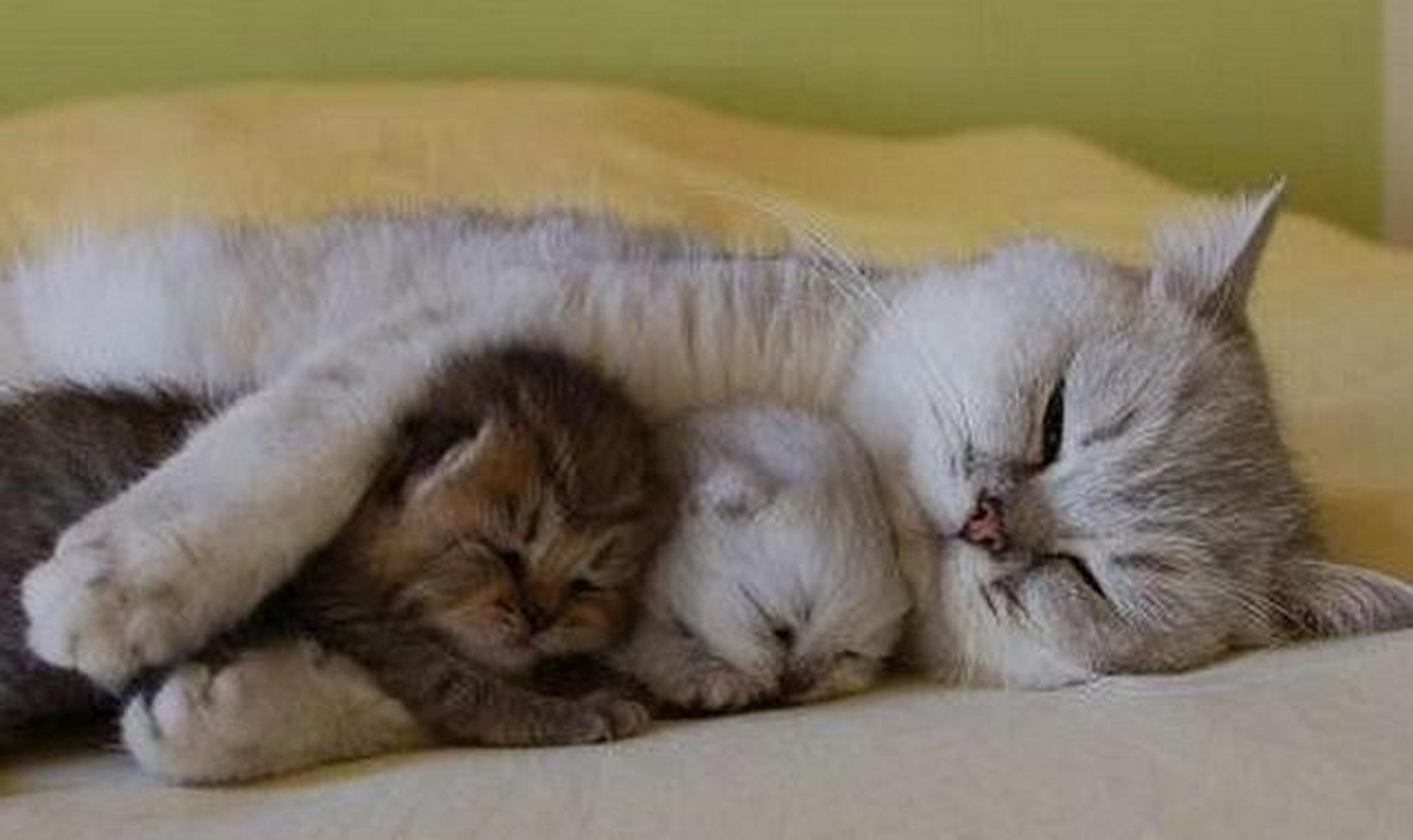 猫妈妈抱着自己的小宝宝,这画面也太暖了吧!