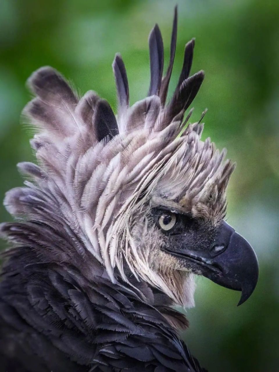 每天陪孩子一起瞧动物 名称:角雕(harpia harpyja) 别名:哈佩雕,哈比