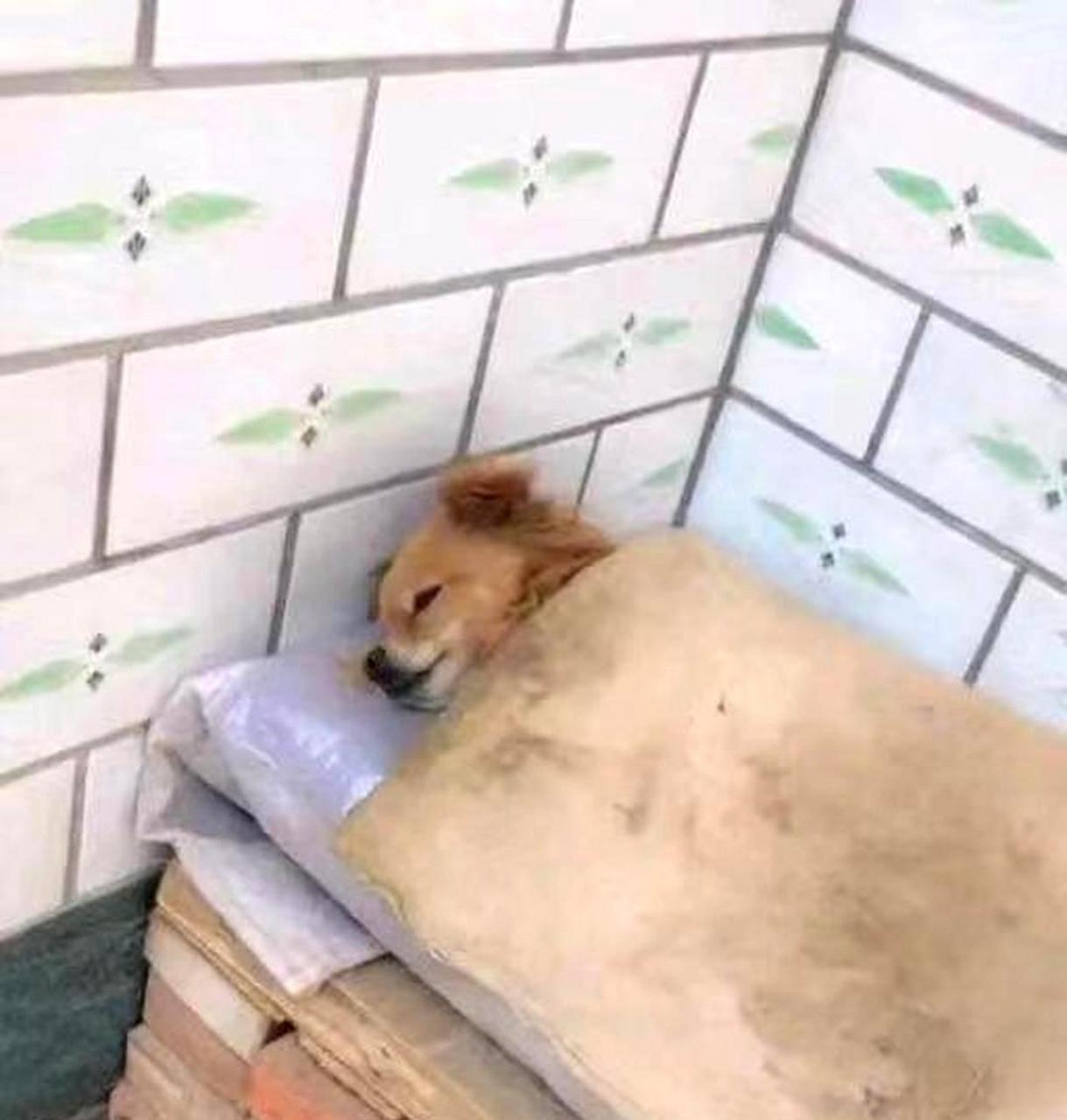 这只狗睡觉的姿势让人感觉有些奇怪