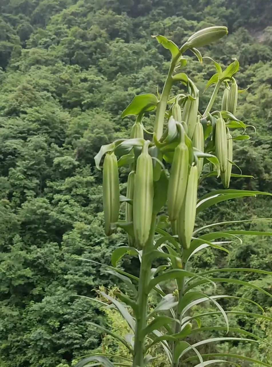 这是什么?无论谁住在城市,谁住在农村,我都不知道是什么
