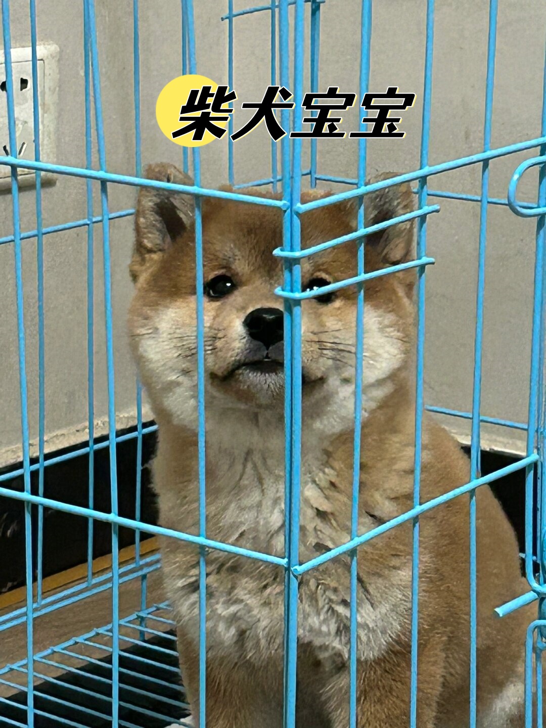 柴犬取名图片