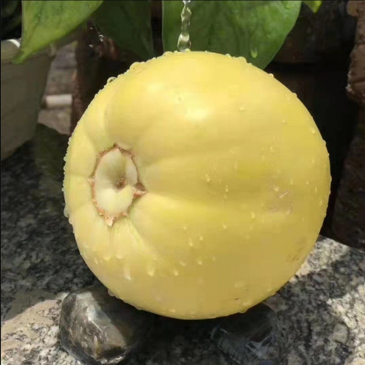 【山东沂蒙山小蜜罐甜瓜】蜜罐甜瓜,淡淡的颜色像极了蜂蜜,脆甜爽口