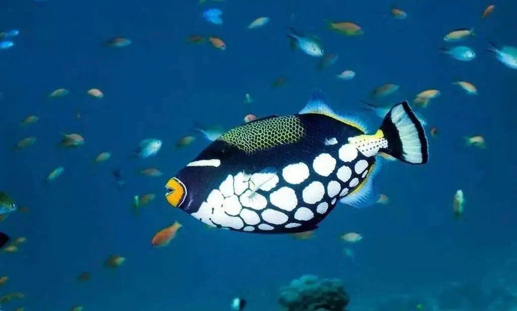 海洋生物-板机鱼 又称炮弹鱼 98 它们身材扁平,好像在海里游来游去
