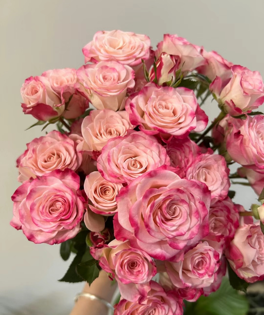 喜欢月季的花友,给你们推荐一款冷门,但很优秀的品种——折射泡泡,小