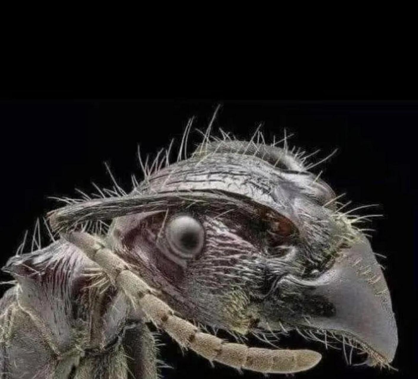 蚂蚁放大一百倍后的样子[滑稽]