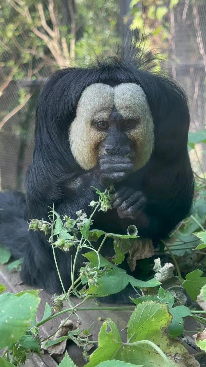 这是什么动物啊,怪吓人的