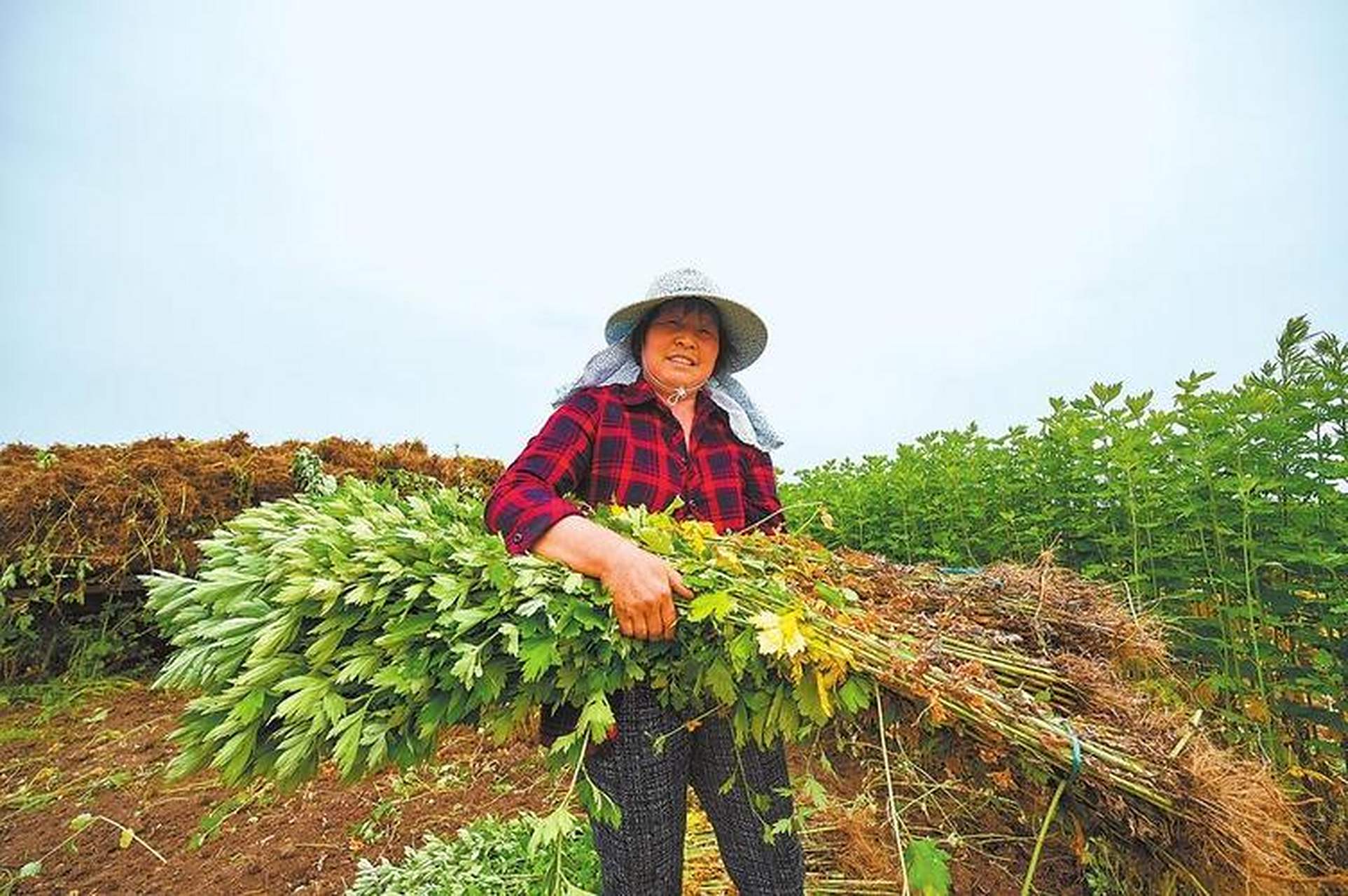 南阳市卧龙区艾草产业总产值突破80亿元 近年来,南阳市卧龙区多措并举