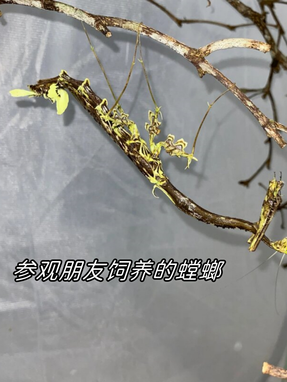 参观朋友饲养的螳螂  贝氏箭螳,蕉红箭螳,大箭螳,rf盾螳以及南美叶背