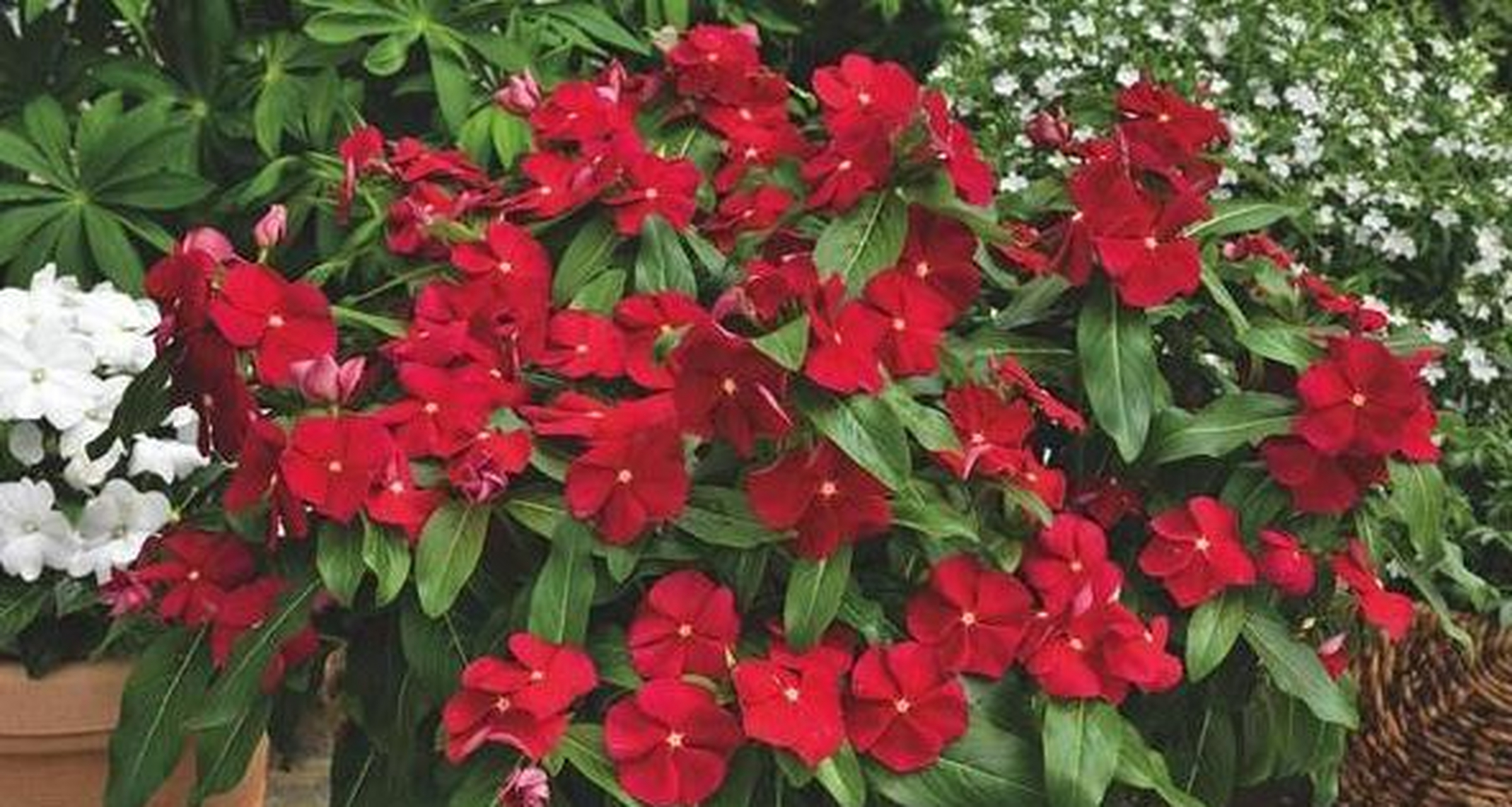 芝麻花[大哭] 我们平日里吃的煎饼果子上都会撒有芝麻,但真正见过芝麻