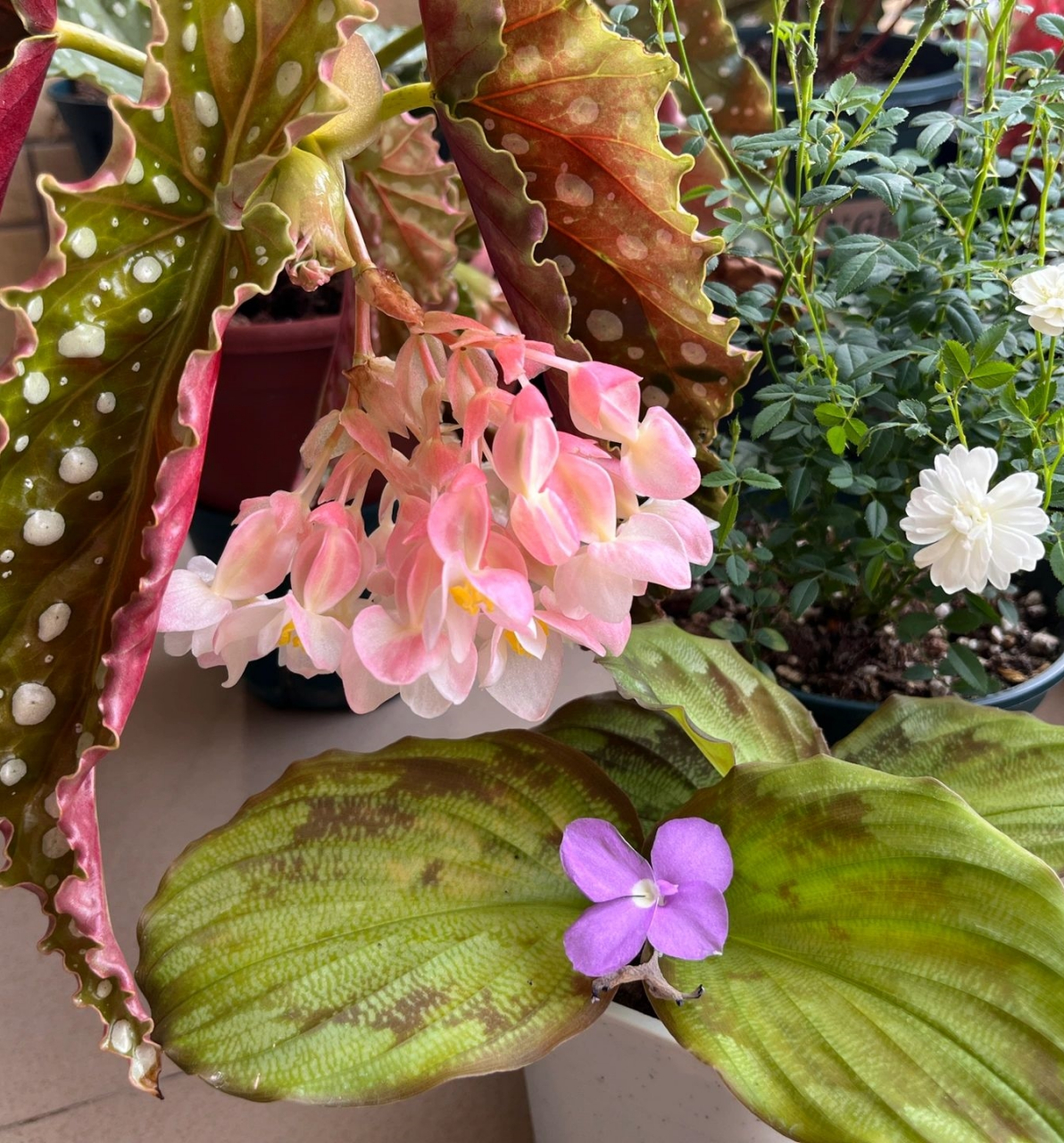 桌面灯养的雪姬  买来看花,室内桌面零通风纯灯养,暂时还没红蜘蛛