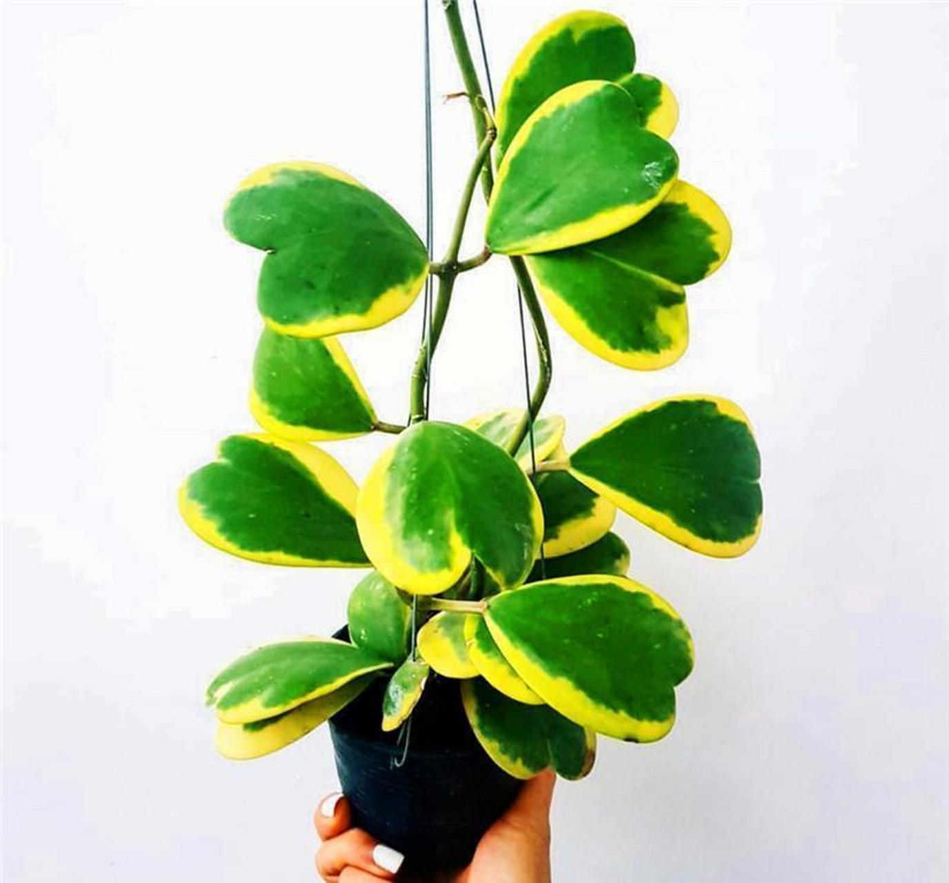 [心]心叶球兰,每一片都是爱你的形状[心] 96它拥有胖嘟嘟的心形叶片