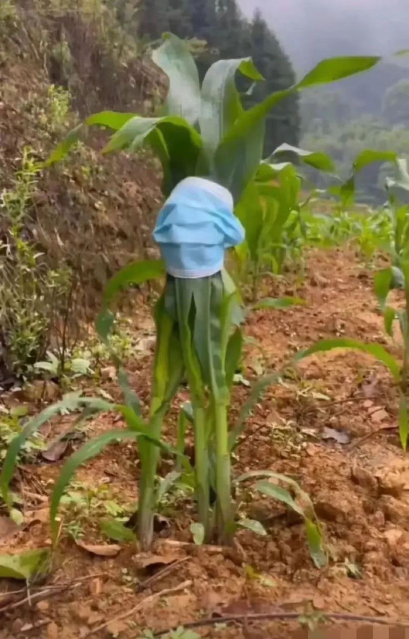 搞笑图片# 我一直很好奇,农民伯伯为什么要给玉米苗戴口罩呀?
