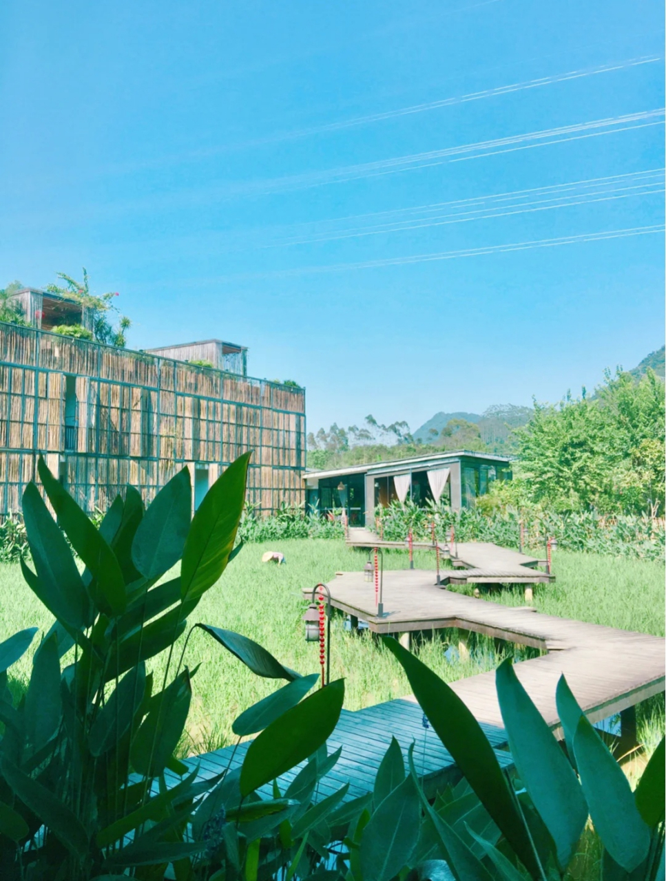 向往的生活惠州诗意稻田民宿禾肚里 禾肚里稻田酒店 生长在稻田中的