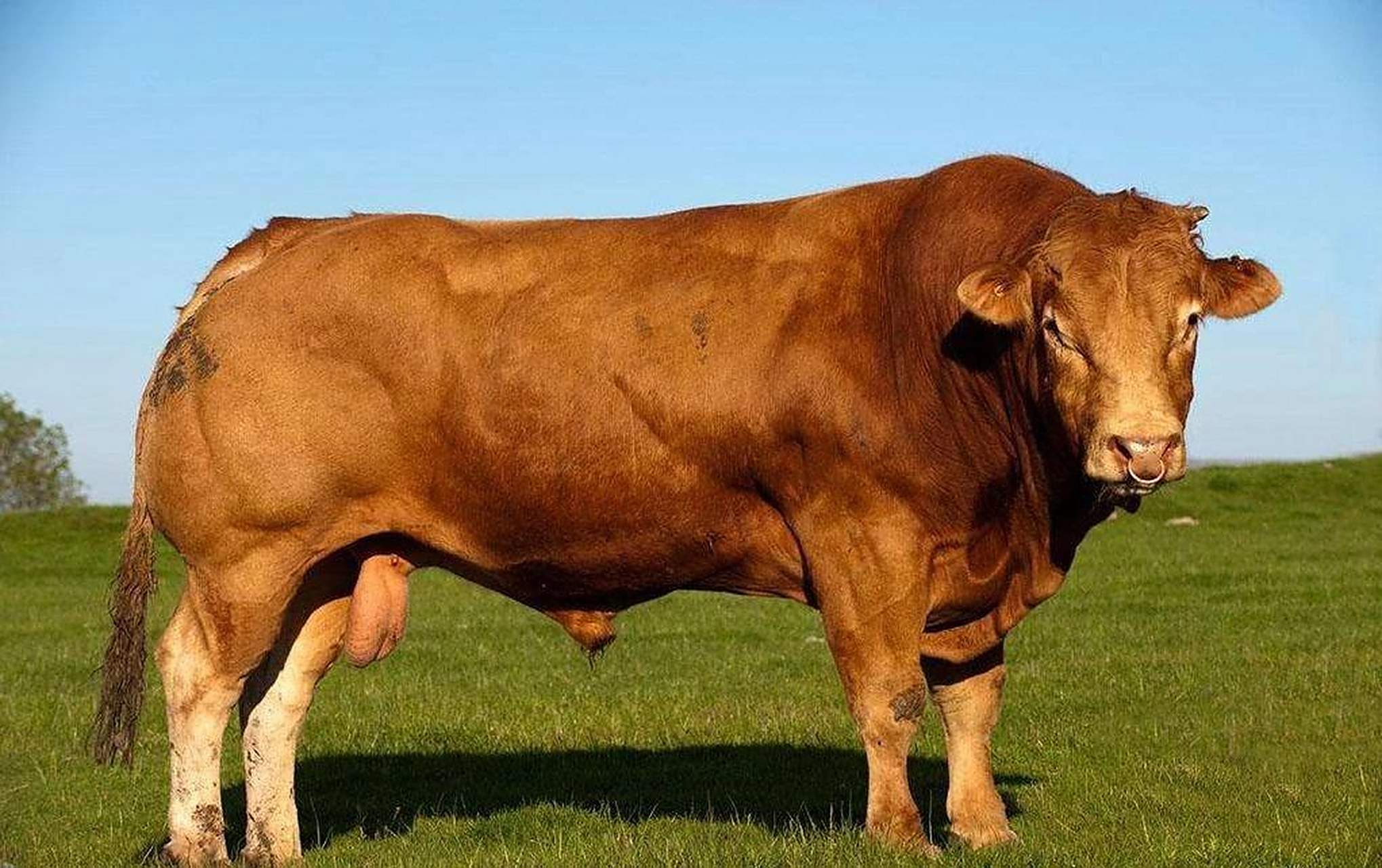 四名炭疽患者从俄罗斯图瓦一家医院逃脱,目前去向不明.