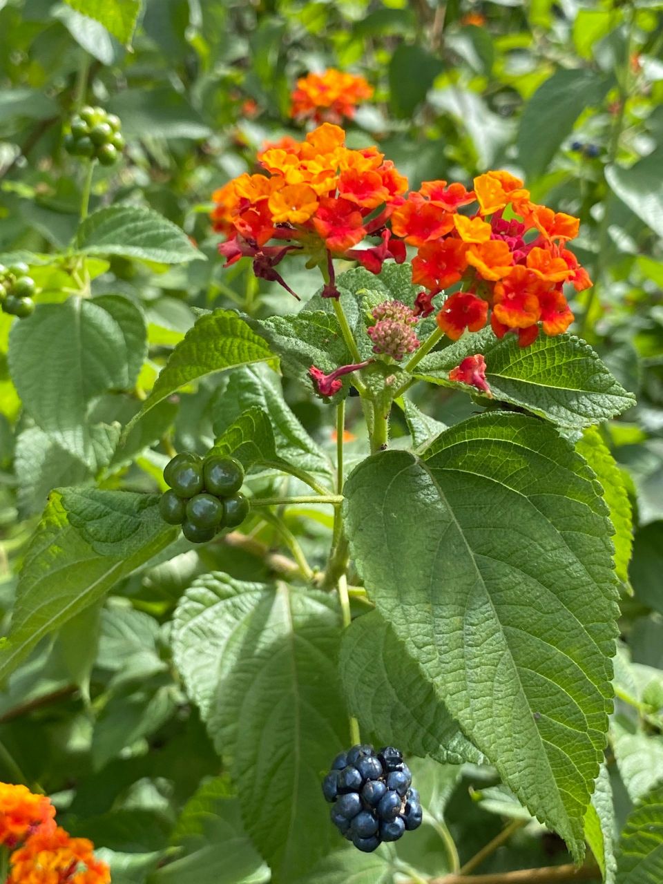 最美入侵植物马缨丹,它的果实居然是簇拥在一起的小圆果.