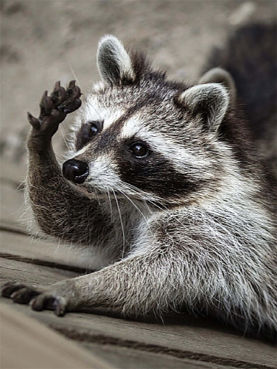 脊索动物门,脊椎动物亚门,哺乳纲,真兽亚纲,食肉目,犬型亚目,浣熊科