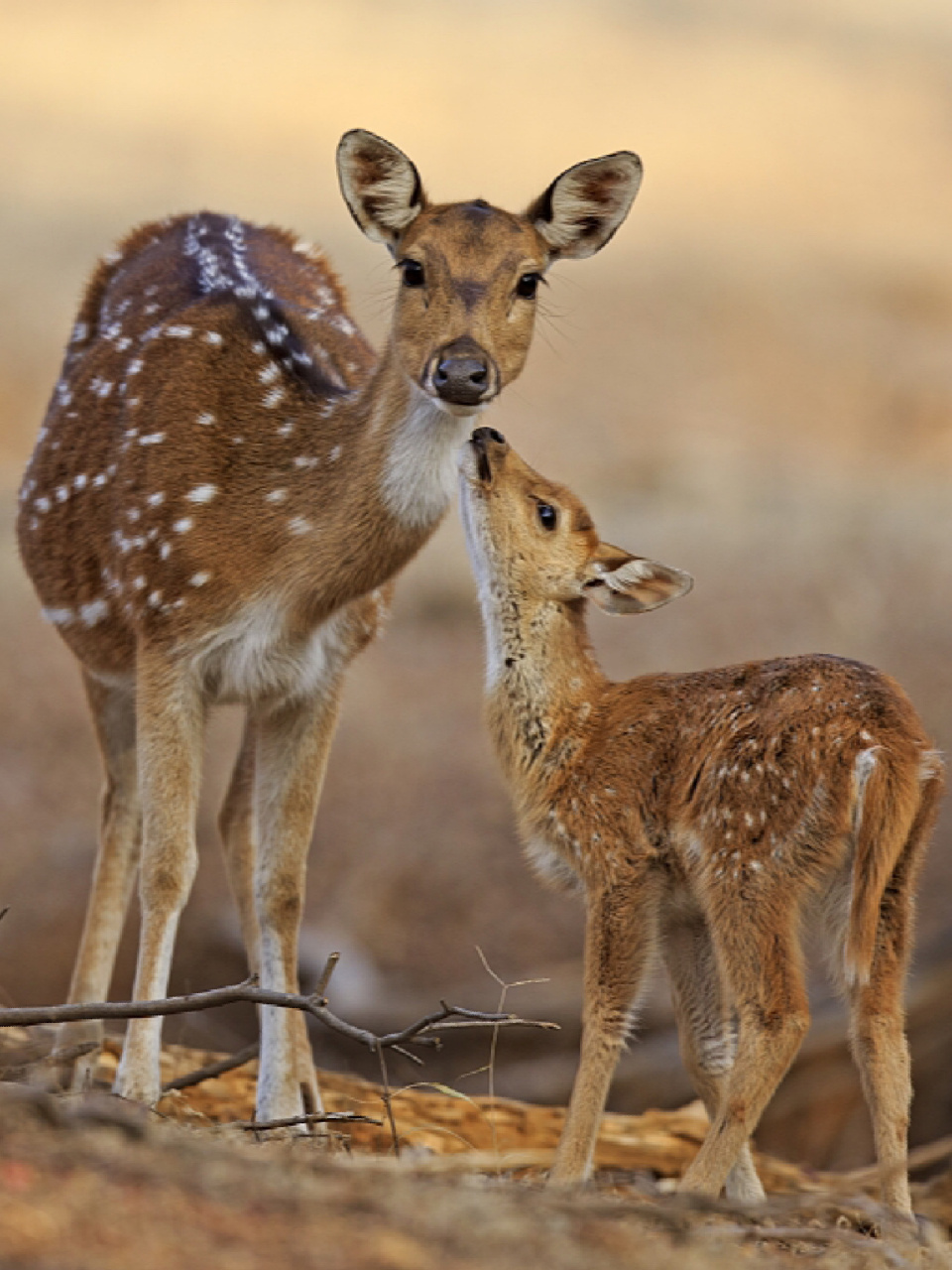 每天陪孩子一起瞧动物 名称:鹿 分类:动物界,脊索动物门,哺乳纲,真兽