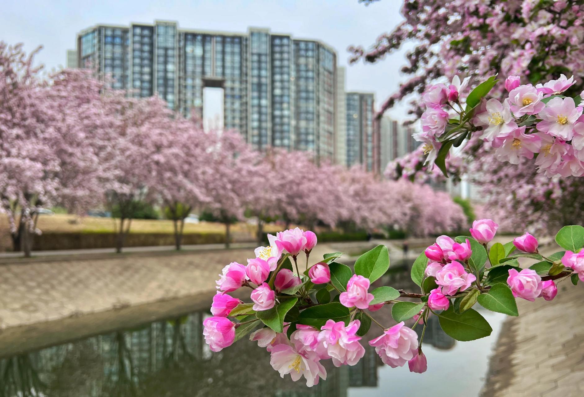 北京·大望京的海棠花溪