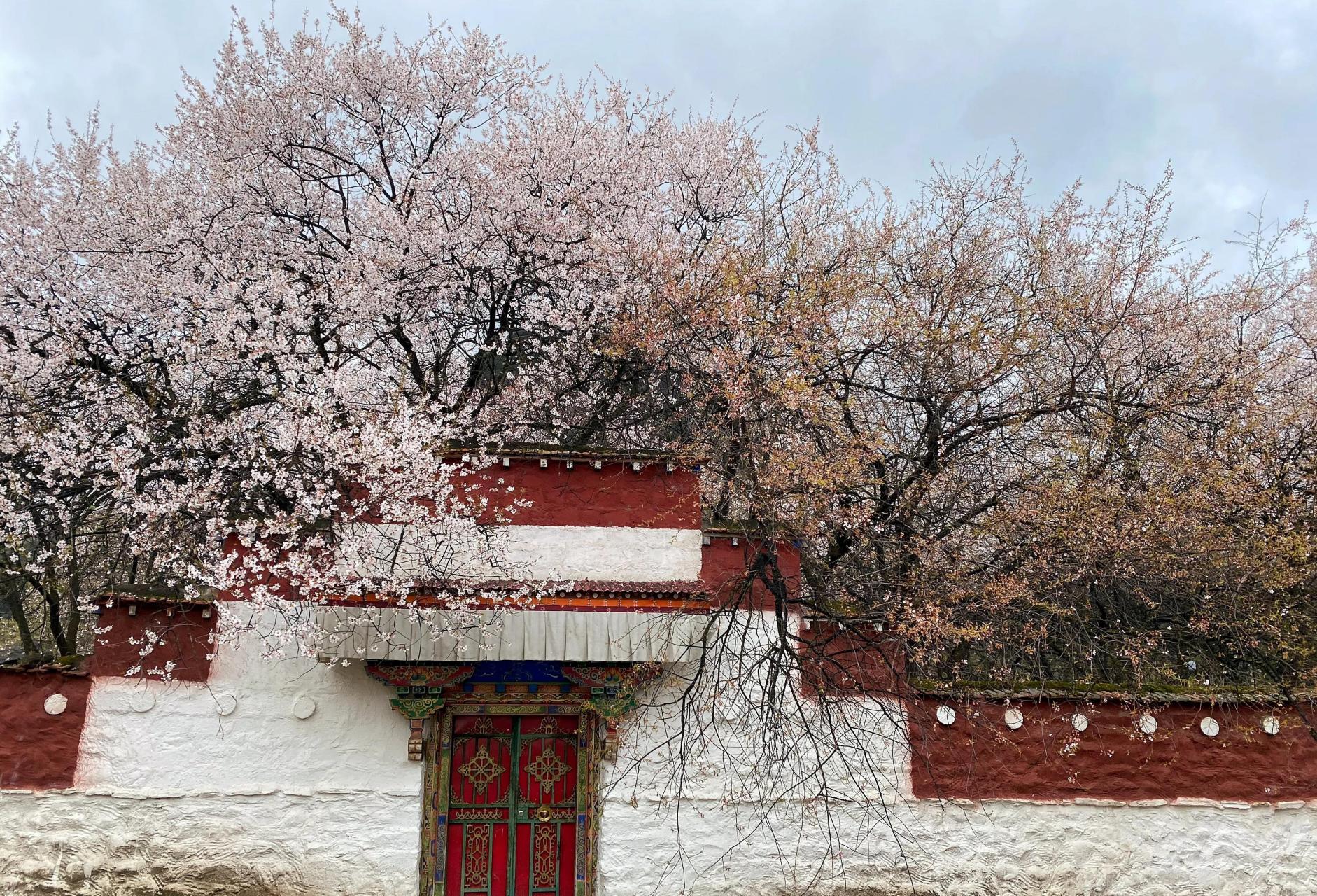 西藏# #林芝# #波密县# 倾多寺—倾多强巴林寺:距波密县城40公里登沣