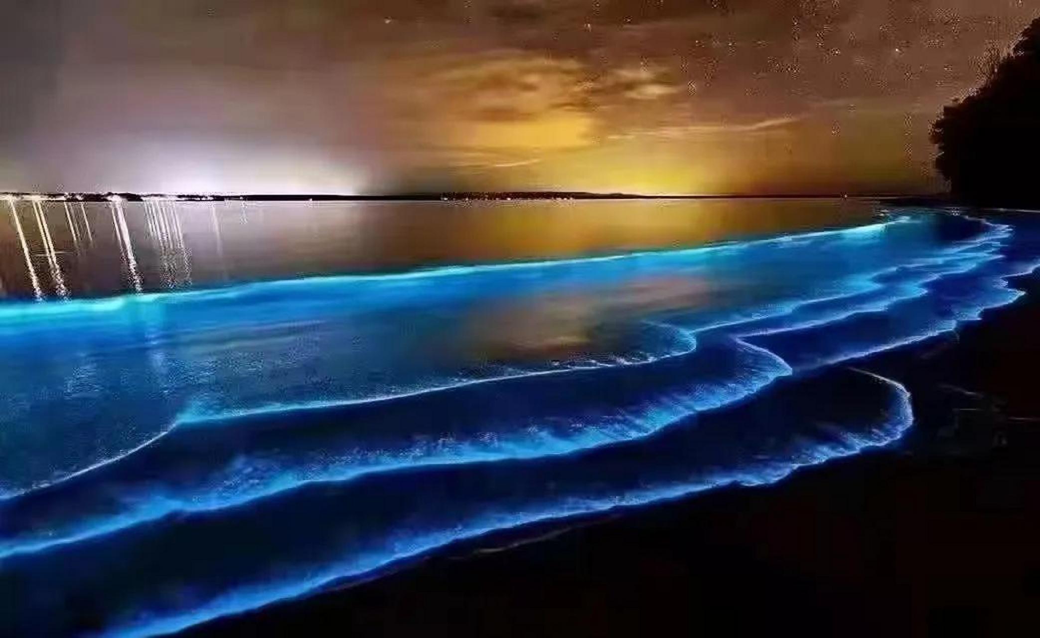 厦门海滩,夜晚时分,大批"蓝眼泪"奇观出现,亦真亦假,亦梦亦幻.