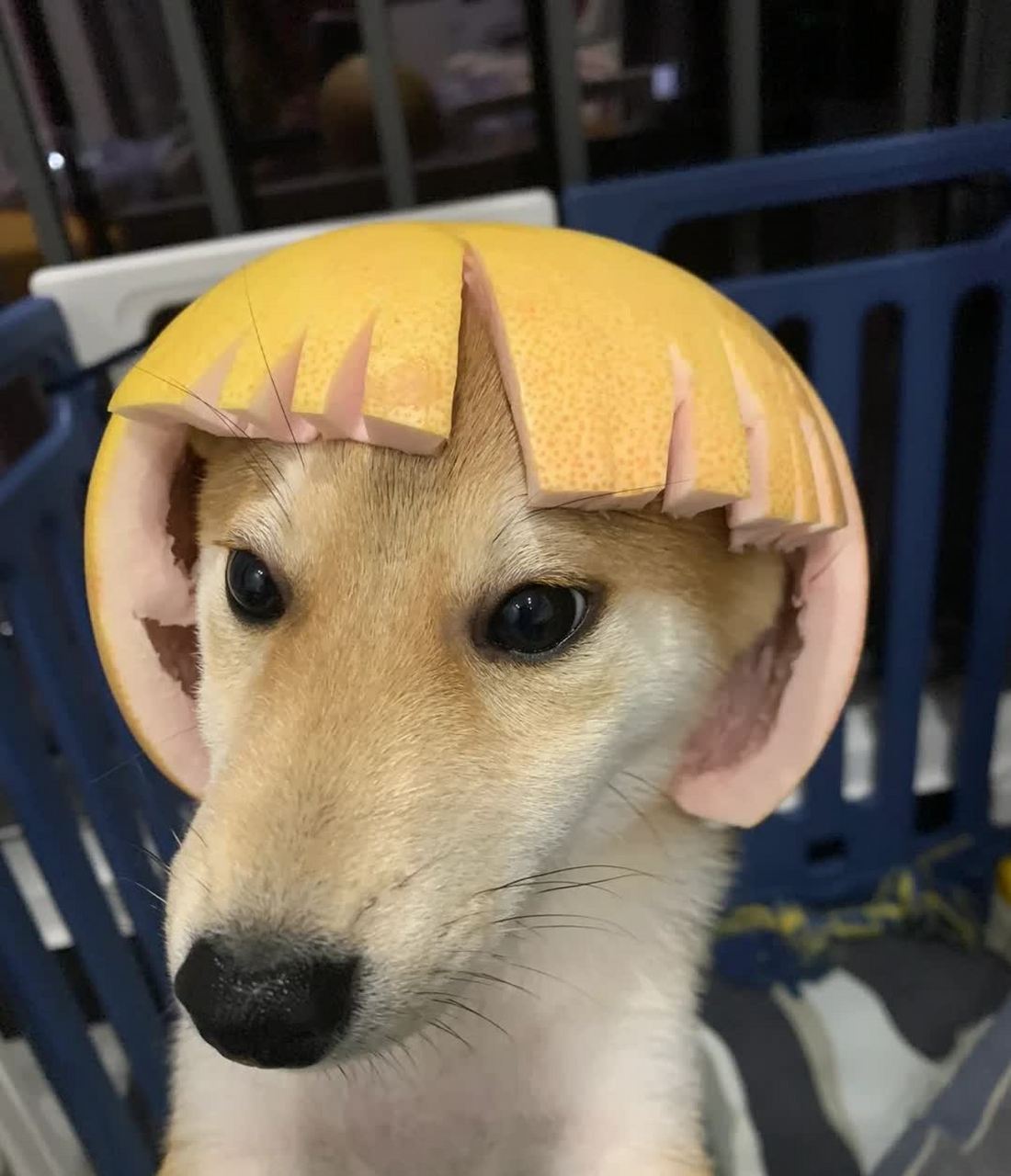 柚子狗啃刘海[捂脸]#搞笑萌宠