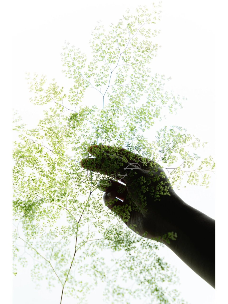 细叶铁线蕨  铁线蕨不容易养死,但很容易养残