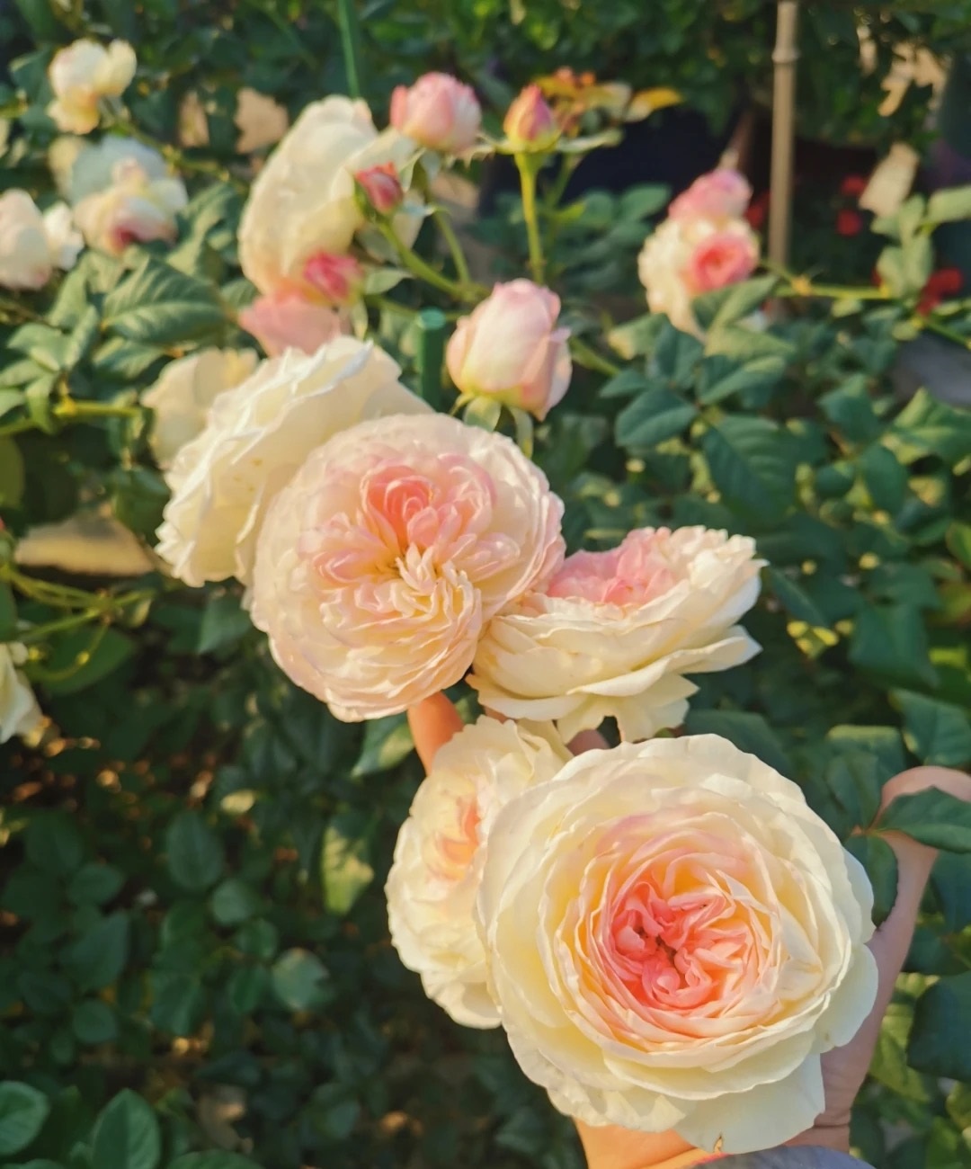 春天,是月季花的"主场".