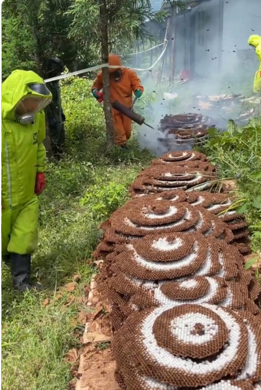 这是蜜蜂还是马蜂,看着像人工养殖的,为啥还要消灭掉 有大佬知道嘛