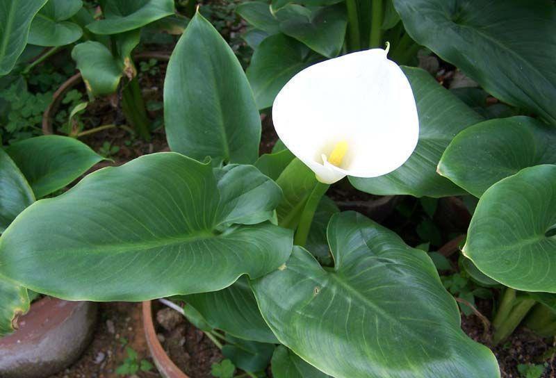 马蹄莲是一种水陆两栖类植物,它的叶片较厚,有宿存花柱,开出的花朵