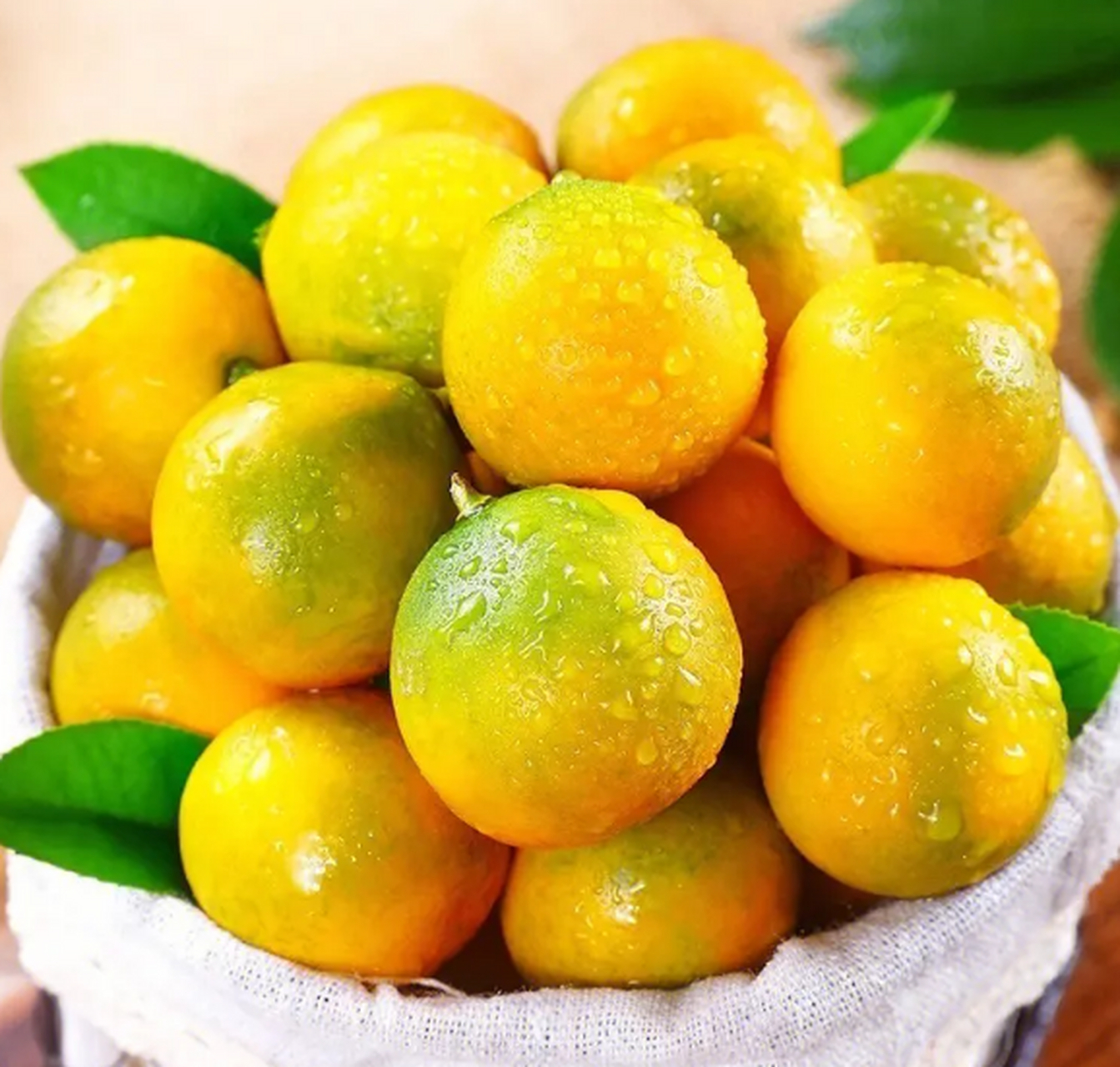 这里说的金桔是橘子家族中十分重要的成员,别看个头不大,但是金桔的
