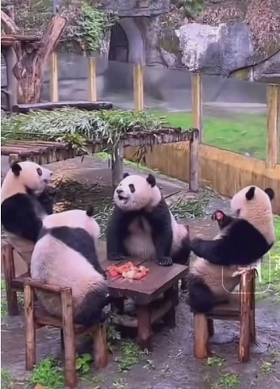 咋一看还以为大熊猫们在打麻将呢