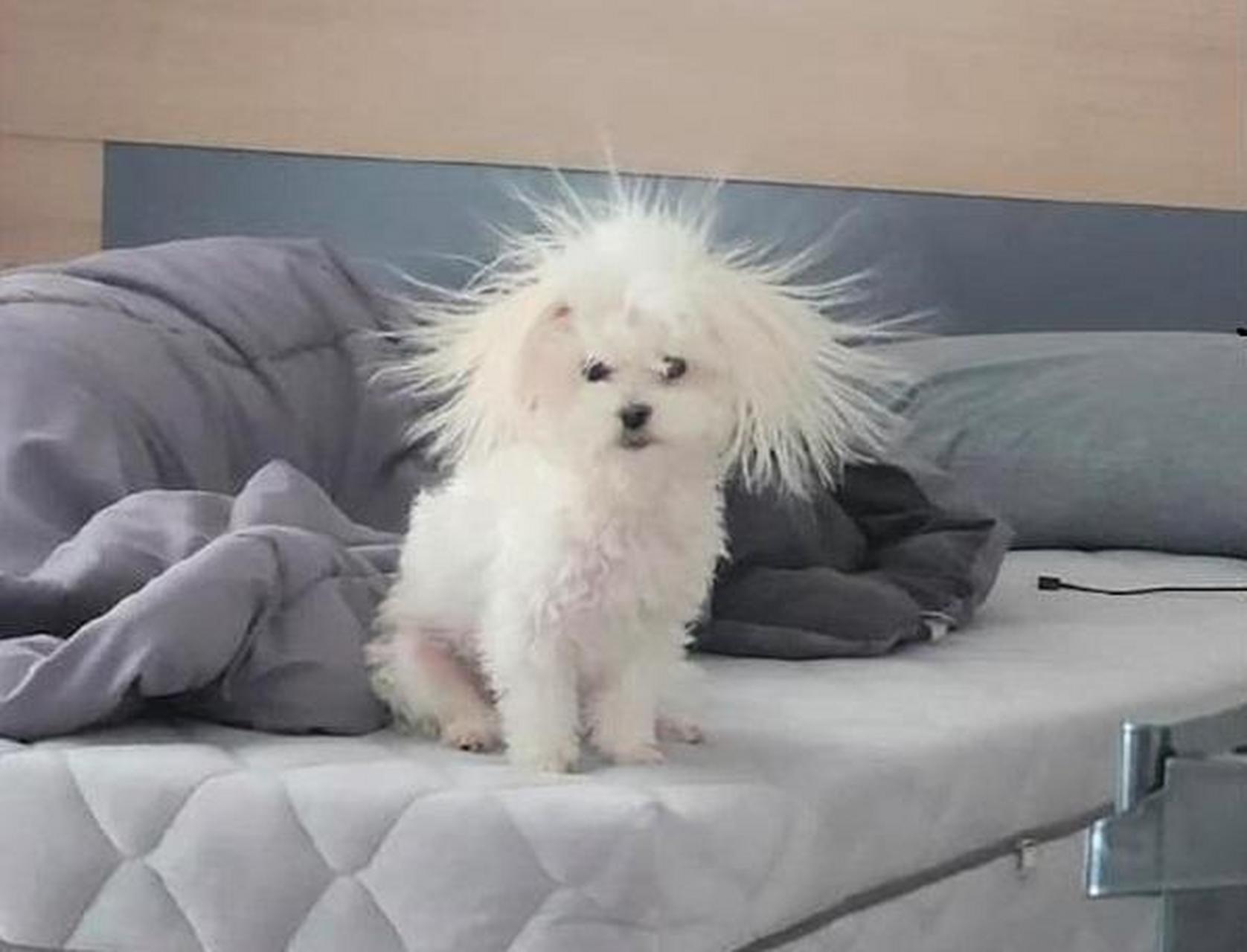 狗子睡醒后,变成了白毛狮王,炸毛的样子也好可爱! #搞笑萌宠