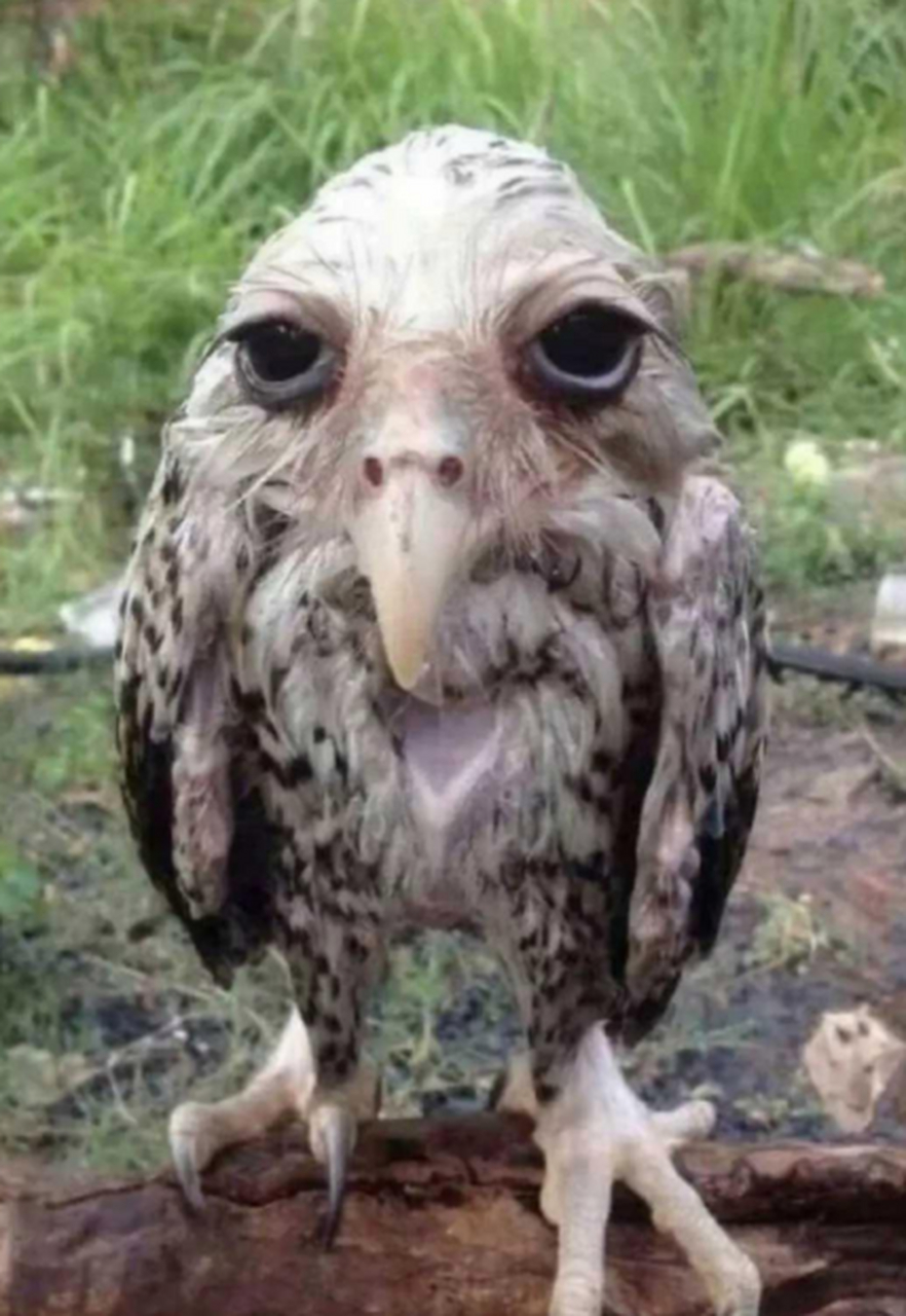 第一次见这么丑的鸡