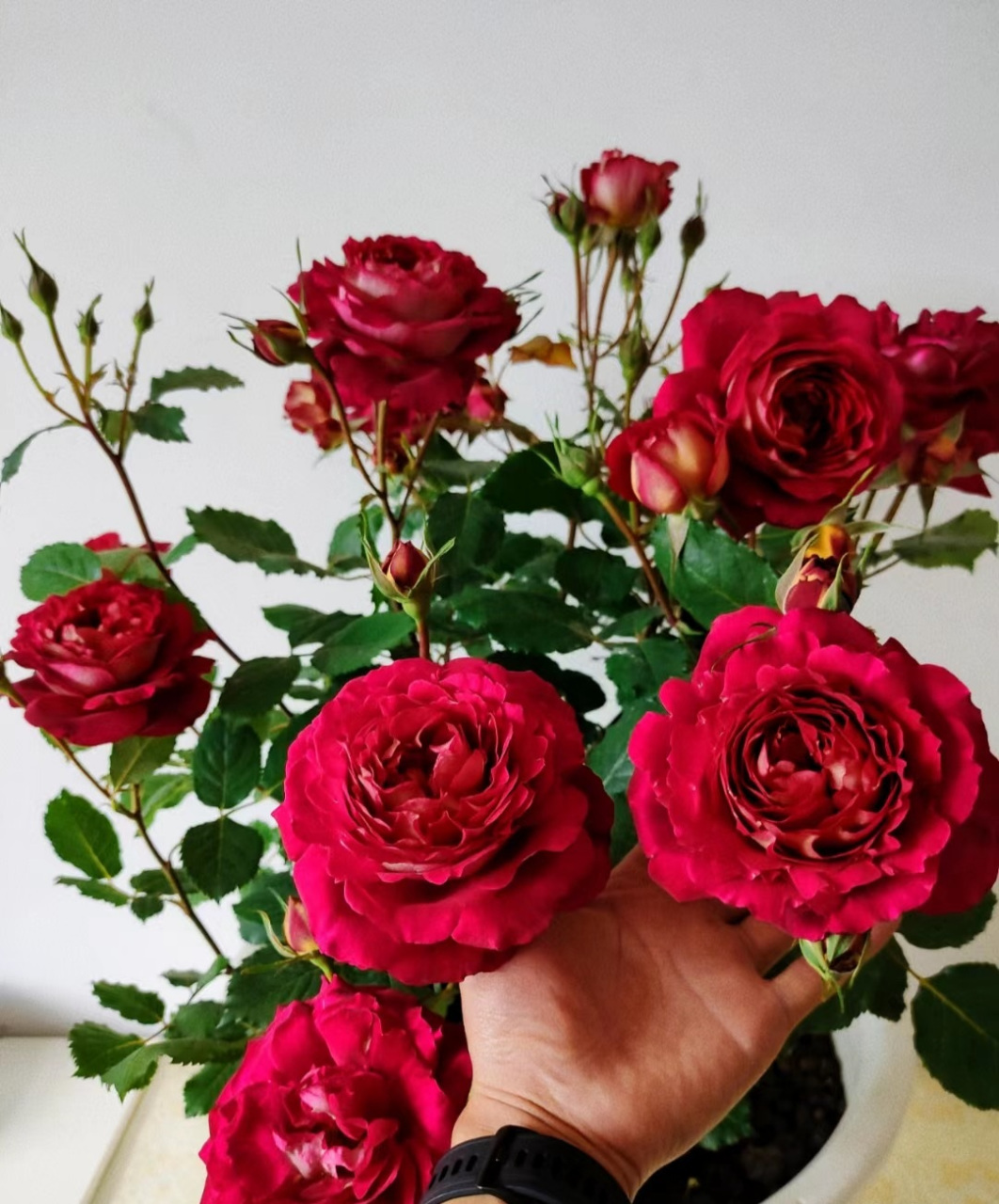 抓住春天的"尾巴",给大家推荐一款近乎"完美"的月季花——马萨德医生