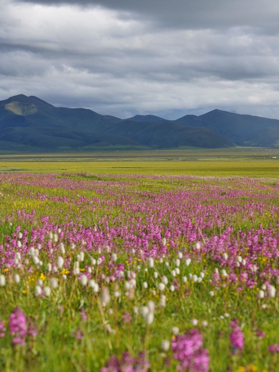 川西夏天的花海真的好美 6-8月的川西,简直美得不像话 绿树成荫,漫山