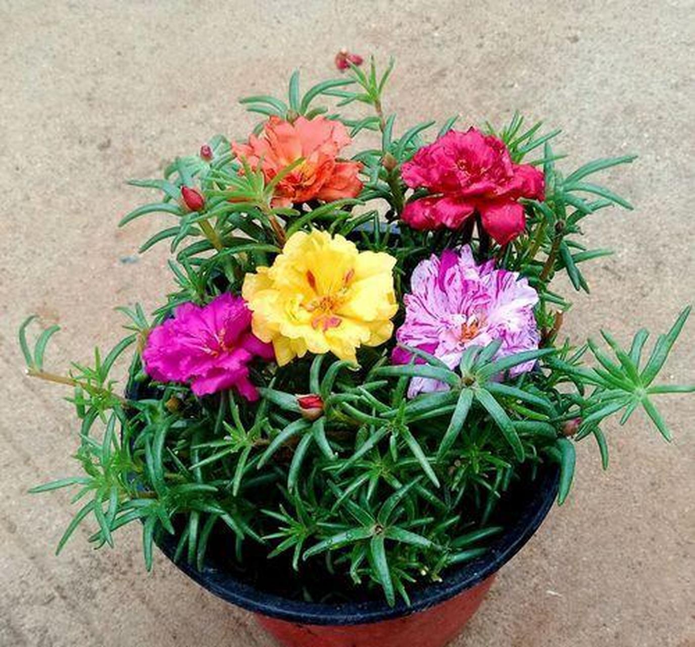 太阳花外号叫"死不了",根系沾点土就能活