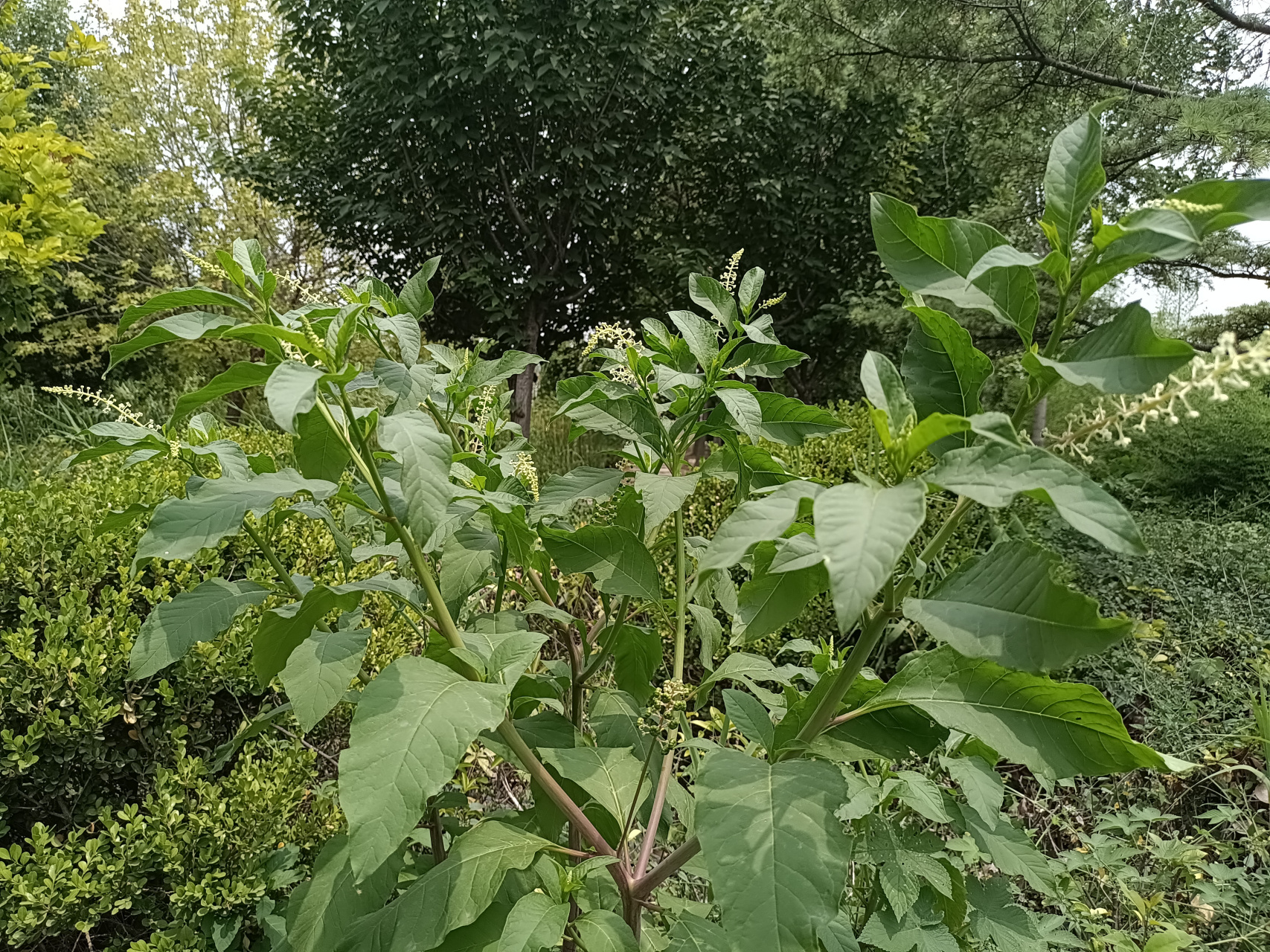 红茎商陆图片