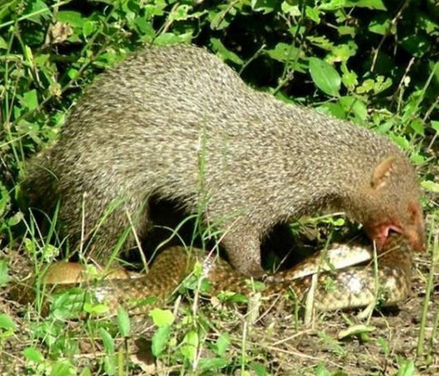 在自然环境中,眼镜蛇就是毒蛇中的王,很多动物甚
