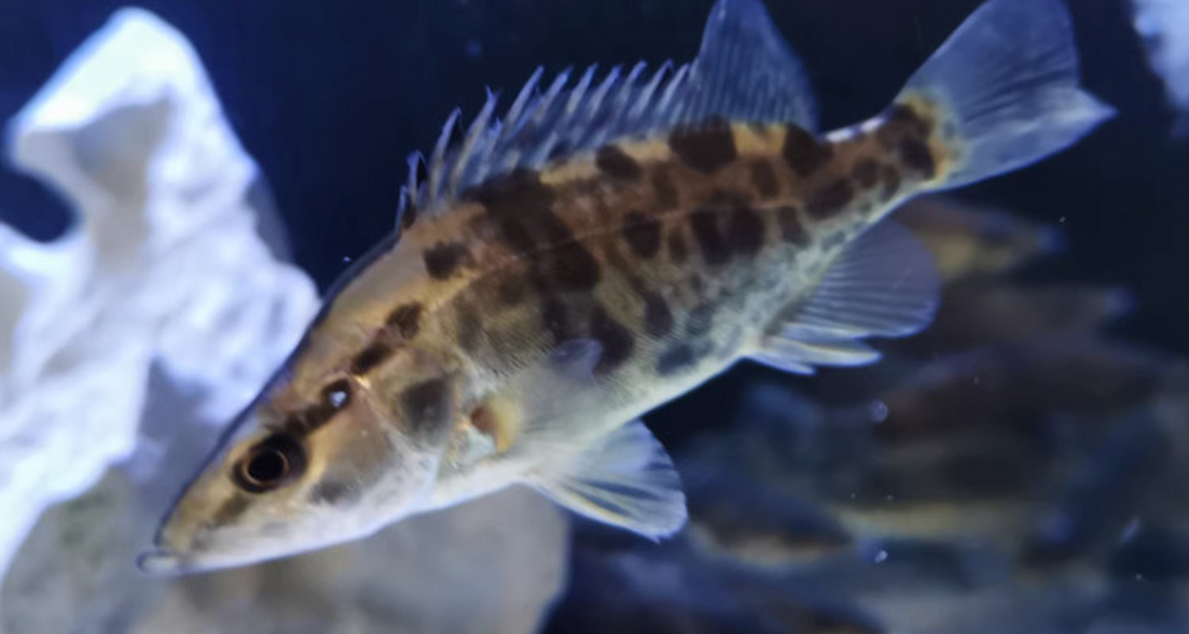 鳜鱼属于大型淡水鱼类,常见个体一般体长1米左右,最长的可达3米左右